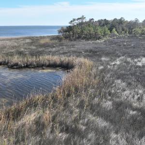 Photo #18 of SOLD property in Off Hog Quarter Road, Powells Point, NC 37.2 acres