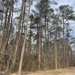 Photo #8 of 1620 Jonestown Road, Galivants Ferry, SC 20.0 acres