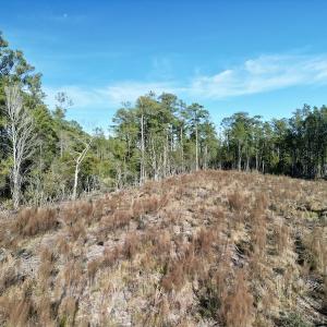 Photo #13 of SOLD property in Off Upper Neck Rd, Bayboro, NC 6.9 acres