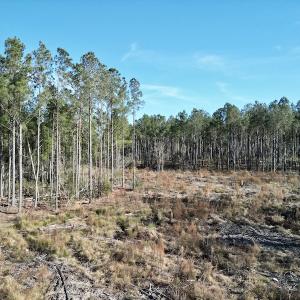 Photo #14 of SOLD property in Off Upper Neck Rd, Bayboro, NC 6.9 acres