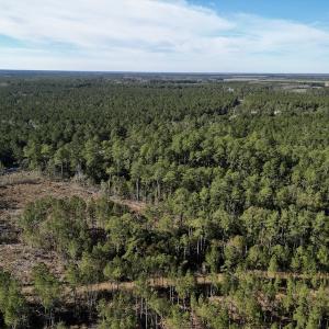 Photo #5 of SOLD property in Off Upper Neck Rd, Bayboro, NC 6.9 acres