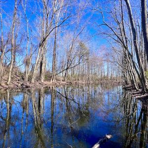 Photo #22 of SOLD property in Off NC Hwy 222, Saratoga, NC 56.1 acres