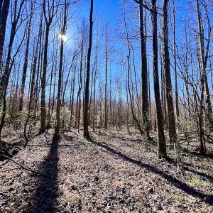 Photo #24 of SOLD property in Off NC Hwy 222, Saratoga, NC 56.1 acres