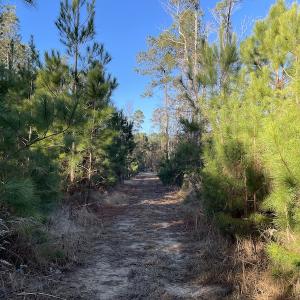 Photo #16 of Off Old Dothan Rd, Tabor City, NC 31.0 acres