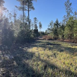 Photo #19 of Off Old Dothan Rd, Tabor City, NC 31.0 acres