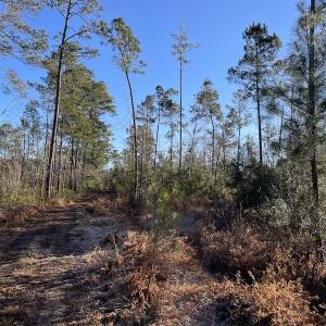 Photo #20 of Off Old Dothan Rd, Tabor City, NC 31.0 acres