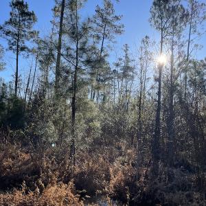 Photo #21 of Off Old Dothan Rd, Tabor City, NC 31.0 acres