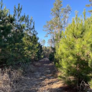 Photo #25 of Off Old Dothan Rd, Tabor City, NC 31.0 acres
