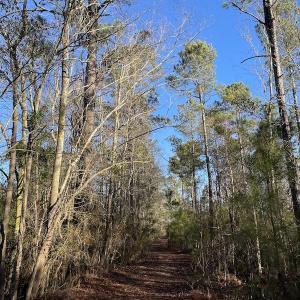 Photo #26 of Off Old Dothan Rd, Tabor City, NC 31.0 acres