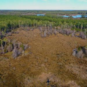 Photo #12 of SOLD property in Off Sawyer Rd, Scranton, NC 10.2 acres