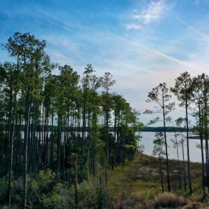 Photo #34 of SOLD property in Off Sawyer Rd, Scranton, NC 10.2 acres