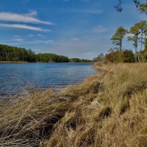 Photo #35 of SOLD property in Off Sawyer Rd, Scranton, NC 10.2 acres