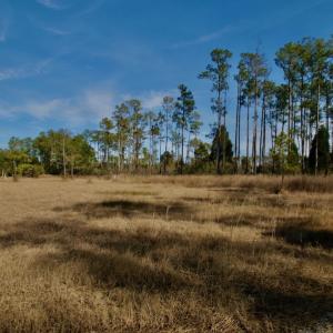 Photo #40 of SOLD property in Off Sawyer Rd, Scranton, NC 10.2 acres