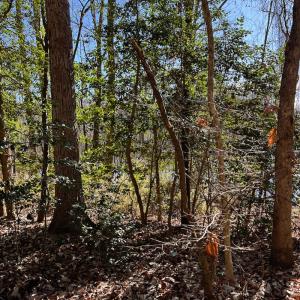 Photo #13 of SOLD property in 1520 Fiddlers Rd, Emporia, VA 85.1 acres