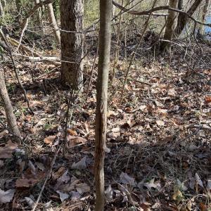 Photo #14 of SOLD property in 1520 Fiddlers Rd, Emporia, VA 85.1 acres