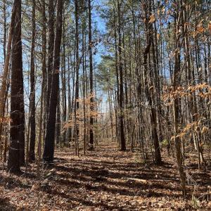 Photo #15 of SOLD property in 1520 Fiddlers Rd, Emporia, VA 85.1 acres