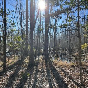 Photo #19 of SOLD property in 1520 Fiddlers Rd, Emporia, VA 85.1 acres