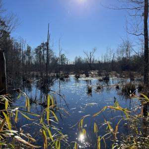 Photo #20 of SOLD property in 1520 Fiddlers Rd, Emporia, VA 85.1 acres