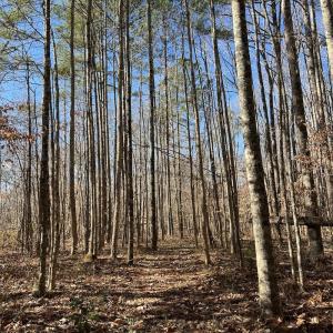 Photo #24 of SOLD property in 1520 Fiddlers Rd, Emporia, VA 85.1 acres