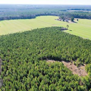 Photo #5 of SOLD property in Off Horse Pen Rd, Courtland, VA 81.8 acres