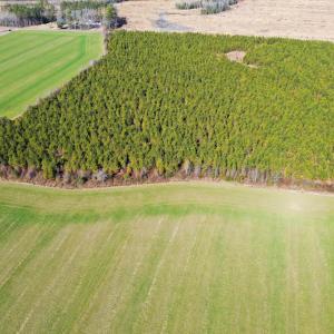 Photo #15 of SOLD property in Off Horse Pen Rd, Courtland, VA 81.8 acres