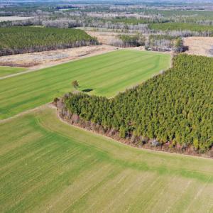 Photo #16 of SOLD property in Off Horse Pen Rd, Courtland, VA 81.8 acres