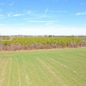 Photo #17 of SOLD property in Off Horse Pen Rd, Courtland, VA 81.8 acres