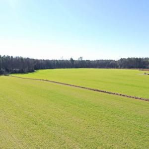 Photo #19 of SOLD property in Off Horse Pen Rd, Courtland, VA 81.8 acres