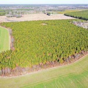 Photo #21 of SOLD property in Off Horse Pen Rd, Courtland, VA 81.8 acres