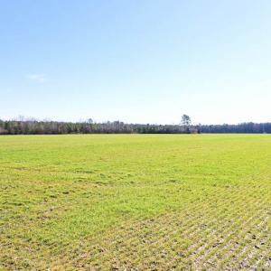 Photo #23 of SOLD property in Off Horse Pen Rd, Courtland, VA 81.8 acres