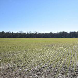 Photo #27 of SOLD property in Off Horse Pen Rd, Courtland, VA 81.8 acres