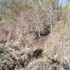 Photo #29 of SOLD property in Off Horse Pen Rd, Courtland, VA 81.8 acres