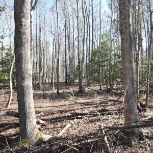 Photo #30 of SOLD property in Off Horse Pen Rd, Courtland, VA 81.8 acres