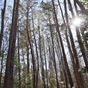 Photo #31 of SOLD property in Off Horse Pen Rd, Courtland, VA 81.8 acres