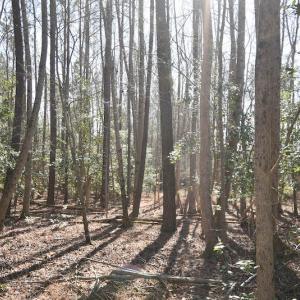 Photo #32 of SOLD property in Off Horse Pen Rd, Courtland, VA 81.8 acres