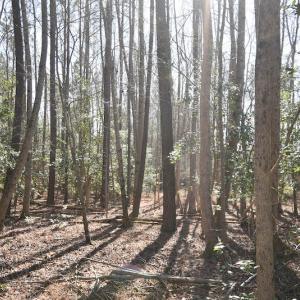 Photo #32 of SOLD property in Off Horse Pen Rd, Courtland, VA 81.8 acres