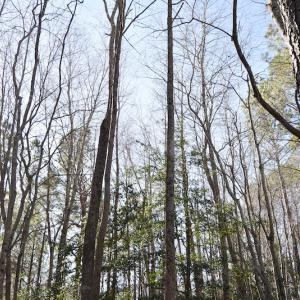 Photo #34 of SOLD property in Off Horse Pen Rd, Courtland, VA 81.8 acres