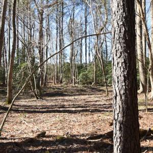 Photo #35 of SOLD property in Off Horse Pen Rd, Courtland, VA 81.8 acres