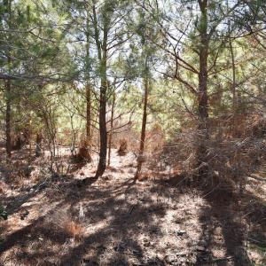Photo #40 of SOLD property in Off Horse Pen Rd, Courtland, VA 81.8 acres