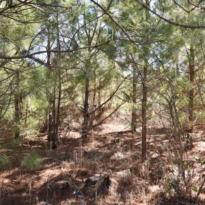 Photo #41 of SOLD property in Off Horse Pen Rd, Courtland, VA 81.8 acres