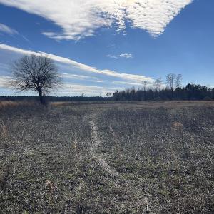 Photo #7 of Off Boggy Branch Rd, Nichols, SC 39.3 acres