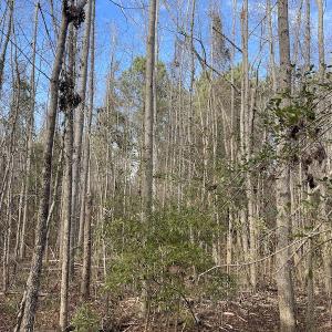 Photo #8 of Off Boggy Branch Rd, Nichols, SC 39.3 acres