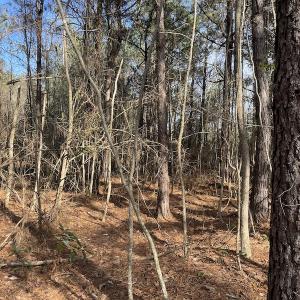 Photo #9 of Off Boggy Branch Rd, Nichols, SC 39.3 acres