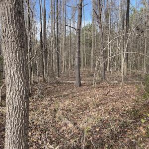 Photo #10 of Off Boggy Branch Rd, Nichols, SC 39.3 acres