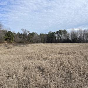 Photo #12 of Off Boggy Branch Rd, Nichols, SC 39.3 acres
