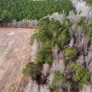 Photo #17 of Off Boggy Branch Rd, Nichols, SC 39.3 acres