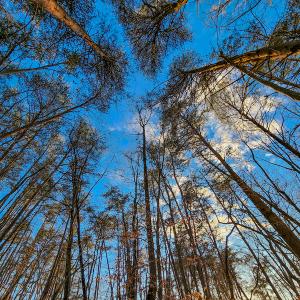 Photo #15 of Off Martin Lane , Axton, VA 4.0 acres