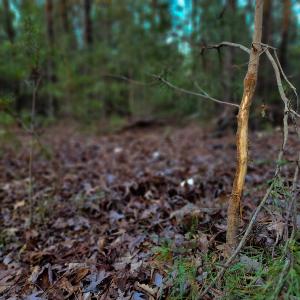 Photo #20 of Off Martin Lane , Axton, VA 4.0 acres