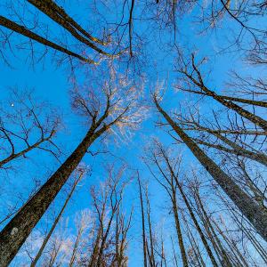 Photo #25 of Off Martin Lane , Axton, VA 4.0 acres