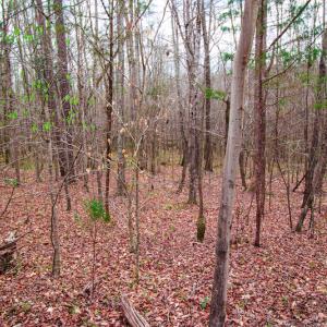 Photo #11 of SOLD property in Off Oak Tree Lane , Henderson, NC 2.7 acres